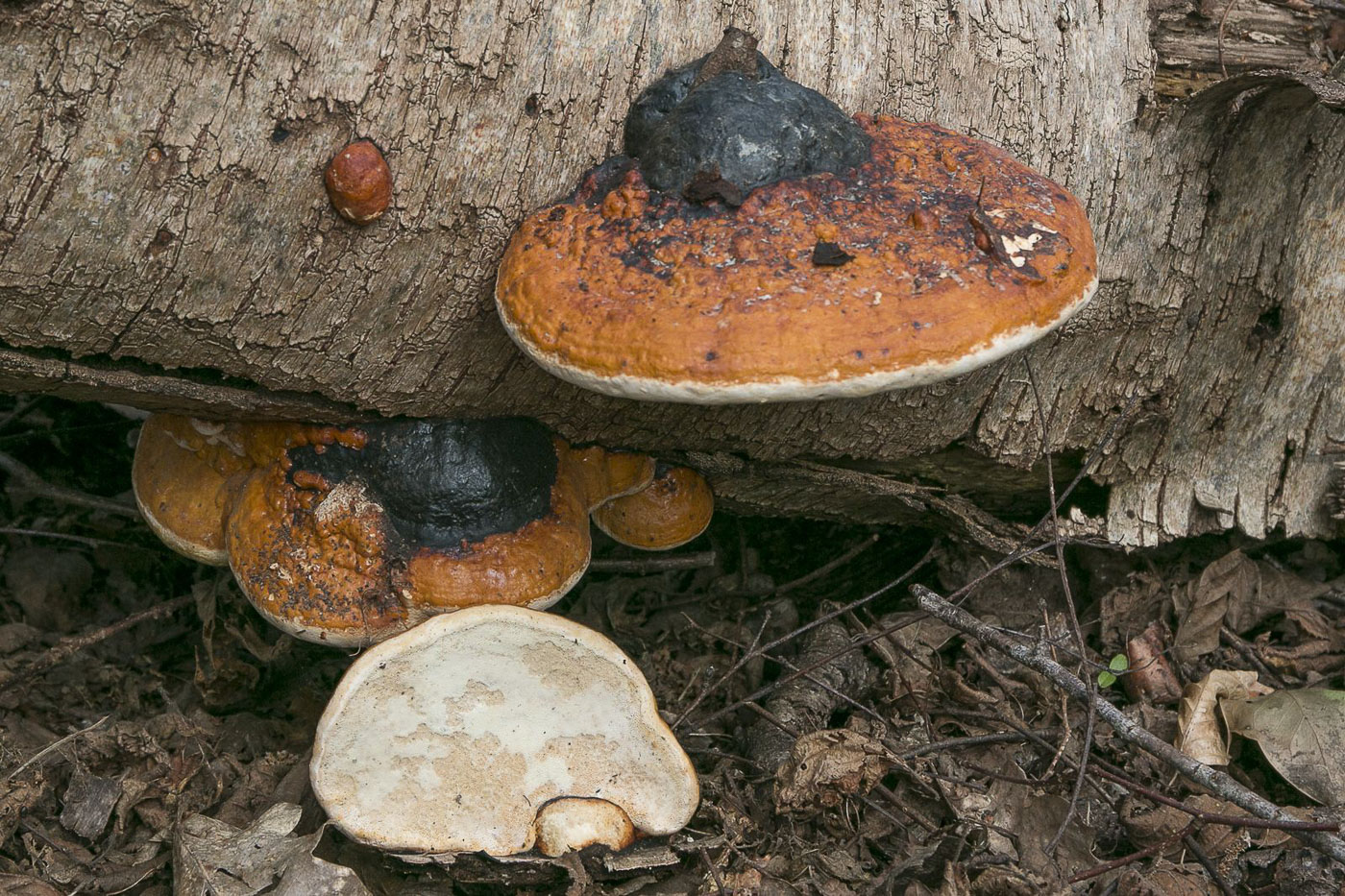 Photo by Claudi Soler Fomitopsis pinicola by Claudi Soler